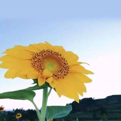熊猫总动员最新版(暂未上线)v1.0.0 安卓版
